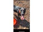 Adopt Lola a Black Mutt / Mixed dog in Dalton, GA (41240881)