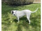 Adopt Stella a White - with Black Terrier (Unknown Type, Medium) / American Pit