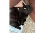 Adopt Onyx a Black (Mostly) Domestic Mediumhair / Mixed (medium coat) cat in