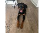 Adopt Frankie a Rottweiler / Mixed dog in Austin, TX (41212933)