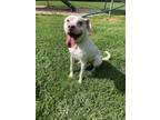 Adopt Dirty Dan a White Labrador Retriever / Mixed dog in Yadkinville