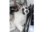 Adopt Dakai a White - with Black Akita / Mixed dog in Sidney, OH (41240711)