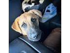 Adopt Lady a Red/Golden/Orange/Chestnut German Shepherd Dog / Black Mouth Cur /