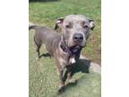 Adopt Aurora a Gray/Blue/Silver/Salt & Pepper Mixed Breed (Medium) / Mixed dog