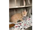Adopt Ginger Rose a Orange or Red Domestic Shorthair / Domestic Shorthair /