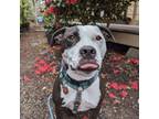 Adopt Ferdinand - AVAILABLE a Black - with White Pit Bull Terrier / Mixed dog in