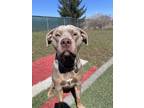 Adopt Zeus a Gray/Blue/Silver/Salt & Pepper Mixed Breed (Medium) / Mixed dog in