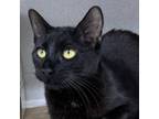 Adopt Neo a All Black Domestic Shorthair / Domestic Shorthair / Mixed cat in