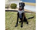 Adopt Gryffin (22-058-02) a Black Great Dane dog in Inver Grove Heights
