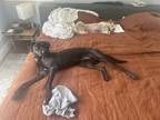 Adopt Lincoln a Black Whippet / Labrador Retriever / Mixed dog in Los Angeles