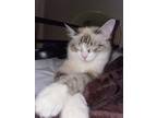 Adopt Mori a White (Mostly) Domestic Mediumhair / Mixed (medium coat) cat in