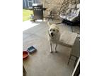 Adopt Coco a Tan/Yellow/Fawn - with White Great Pyrenees / Labrador Retriever /