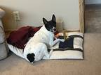 Adopt Griffin a White - with Black Jack Russell Terrier / Rat Terrier / Mixed