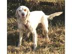 Adopt TJ a White - with Red, Golden, Orange or Chestnut English Setter / Mixed