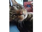Adopt Littles a Brown Tabby American Shorthair / Mixed (short coat) cat in