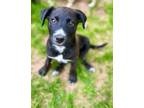 Adopt Finnegan a Black Labrador Retriever / Shepherd (Unknown Type) dog in