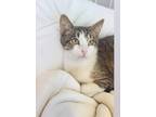 Adopt Bowser a Brown or Chocolate (Mostly) American Shorthair (short coat) cat