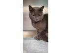 Adopt Sapphire a Gray or Blue Domestic Shorthair / Domestic Shorthair / Mixed