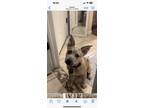 Adopt Chewie a Tan/Yellow/Fawn - with White Australian Cattle Dog / Mixed dog in