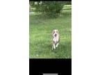 Adopt Tyson a White - with Tan, Yellow or Fawn Pitsky / Mixed dog in