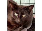 Adopt Princess a All Black Domestic Shorthair (short coat) cat in Lecanto