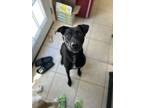 Adopt Ash a Black - with White Australian Shepherd / Great Dane / Mixed dog in