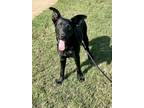 Adopt Millie a German Shepherd Dog / Mixed dog in Waxahachie, TX (39670834)