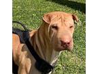 Adopt Busch a Tan/Yellow/Fawn Shar Pei / Mixed dog in West Los Angeles