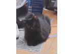 Adopt Beauty a All Black Domestic Longhair / Mixed (long coat) cat in Gladstone