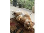 Adopt Smitten a Orange or Red Domestic Shorthair / Mixed (short coat) cat in