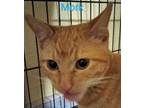 Adopt Mork a Orange or Red Tabby Domestic Shorthair / Mixed cat in Pueblo