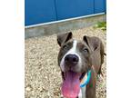 Adopt Silver (Underdog) a Merle American Pit Bull Terrier / Mixed Breed (Medium)