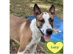Adopt Lucy a Tricolor (Tan/Brown & Black & White) Hound (Unknown Type) /