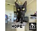 Adopt Hope a All Black American Shorthair (short coat) cat in Punta Gorda