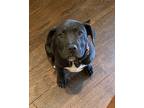 Adopt Junior a Black American Pit Bull Terrier / Mixed dog in Long Beach