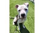 Adopt Spotty a White American Pit Bull Terrier / Mixed dog in Independence