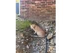 Adopt Polo a Orange or Red Tabby / Mixed (medium coat) cat in Jonesboro