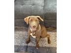 Adopt Cooper a Brown/Chocolate - with White Labrador Retriever / Mutt / Mixed