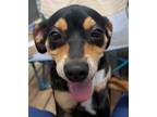 Adopt Gabe a Black - with Brown, Red, Golden, Orange or Chestnut Mixed Breed