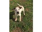 Adopt Wilder a Tricolor (Tan/Brown & Black & White) Mixed Breed (Medium) dog in