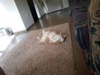 Adopt Moxie a Tan or Fawn Tabby American Shorthair / Mixed (medium coat) cat in
