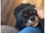 Adopt Hank a Black - with Tan, Yellow or Fawn Cavalier King Charles Spaniel /