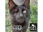 Adopt Ace a All Black American Shorthair (short coat) cat in Punta Gorda