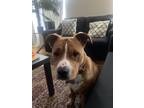 Adopt Bane a Tan/Yellow/Fawn - with White American Pit Bull Terrier / Rottweiler