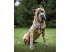 Adopt Khloe a Brindle Presa Canario / Mixed dog in Abingdon, MD (41240002)