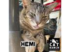 Adopt Hemi a Gray, Blue or Silver Tabby Polydactyl/Hemingway (short coat) cat in