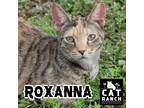 Adopt Roxanna a Gray, Blue or Silver Tabby American Shorthair (short coat) cat