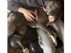 Adopt Sophie a Gray/Silver/Salt & Pepper - with White Mutt / Mixed dog in