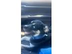 Adopt Stormi a Black - with White Husky / Beagle / Mixed dog in Atlanta