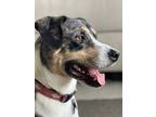 Adopt Lulo a Gray/Blue/Silver/Salt & Pepper American Staffordshire Terrier /